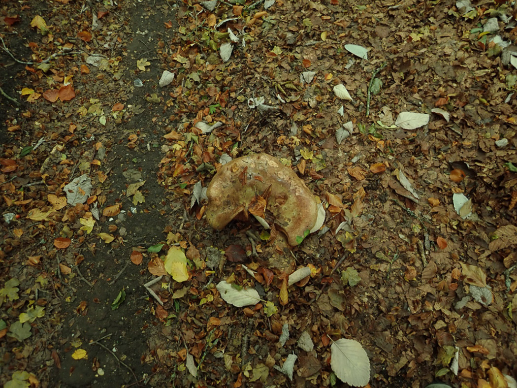 Photo © Penny Cullington Paxillus involutus by Penny Cullington